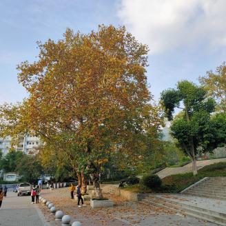 QQ图片20201112135935.jpg